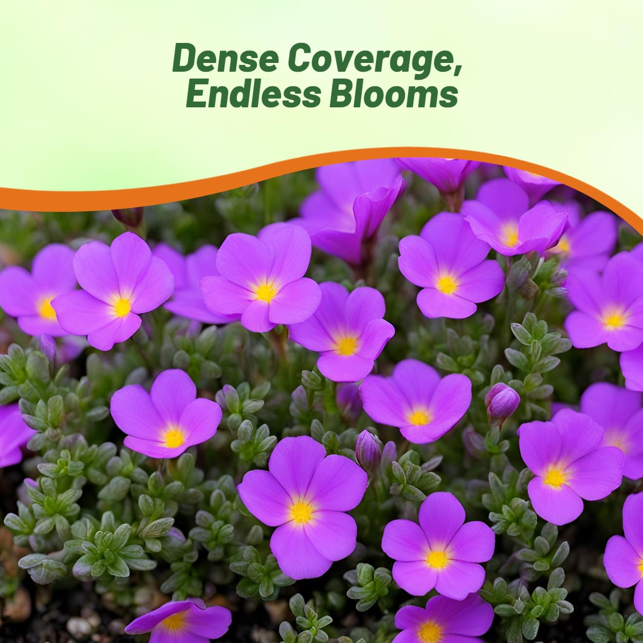 Amazon.com: Outsidepride Purple Robe Nierembergia Seeds - 10000